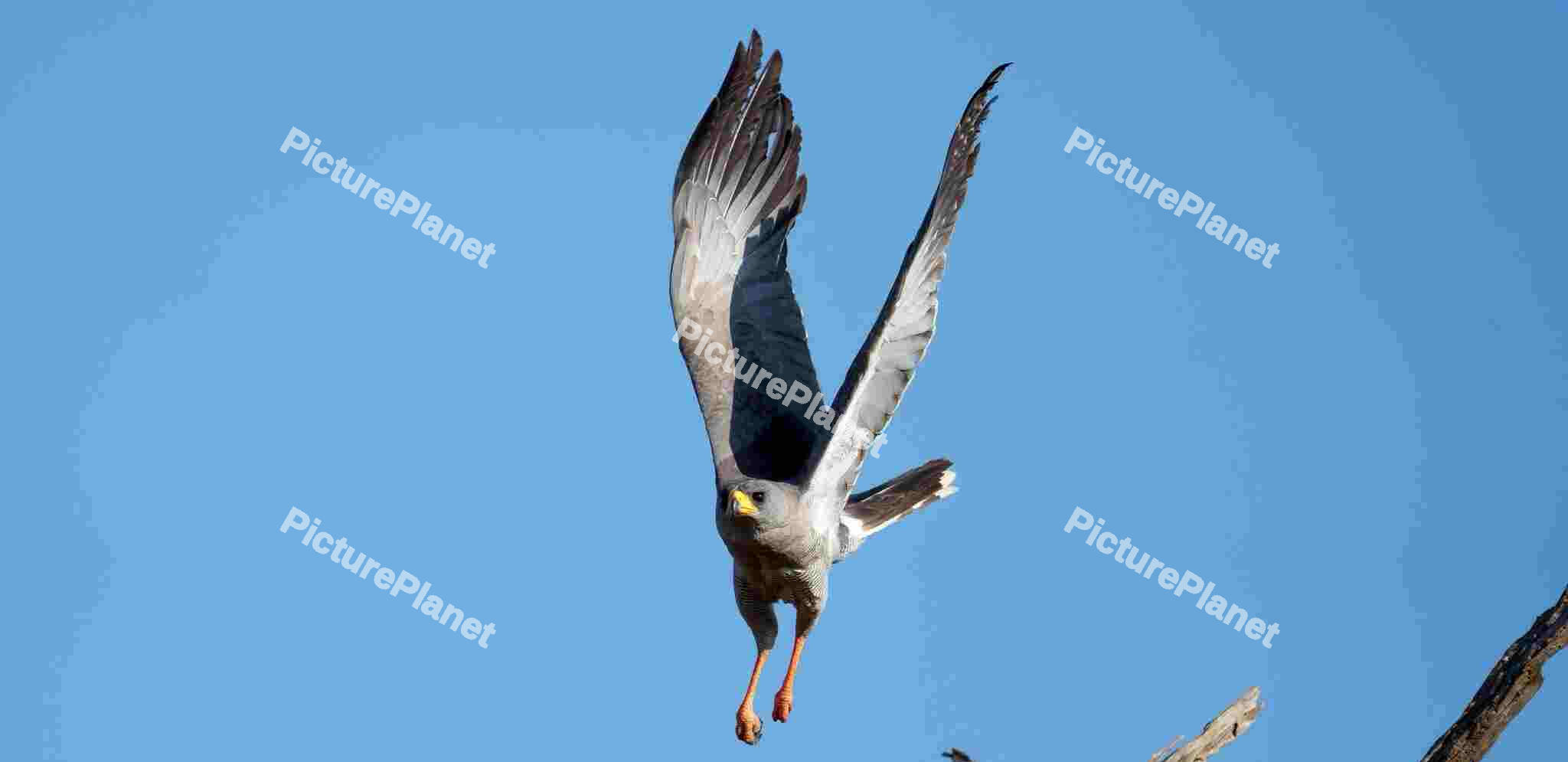 Hawk flying over blue sky